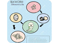//iirorwxhqomjjp5m-static.ldycdn.com/cloud/jrBpqKpklmSRjkmnqoqjim/The-Life-of-a-Silkworm.jpg